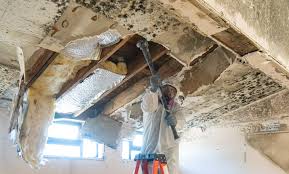 Why You Should Choose Our Mold Remediation Services in Twentynine Palms, CA